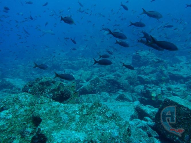 fondo del mar de cortez